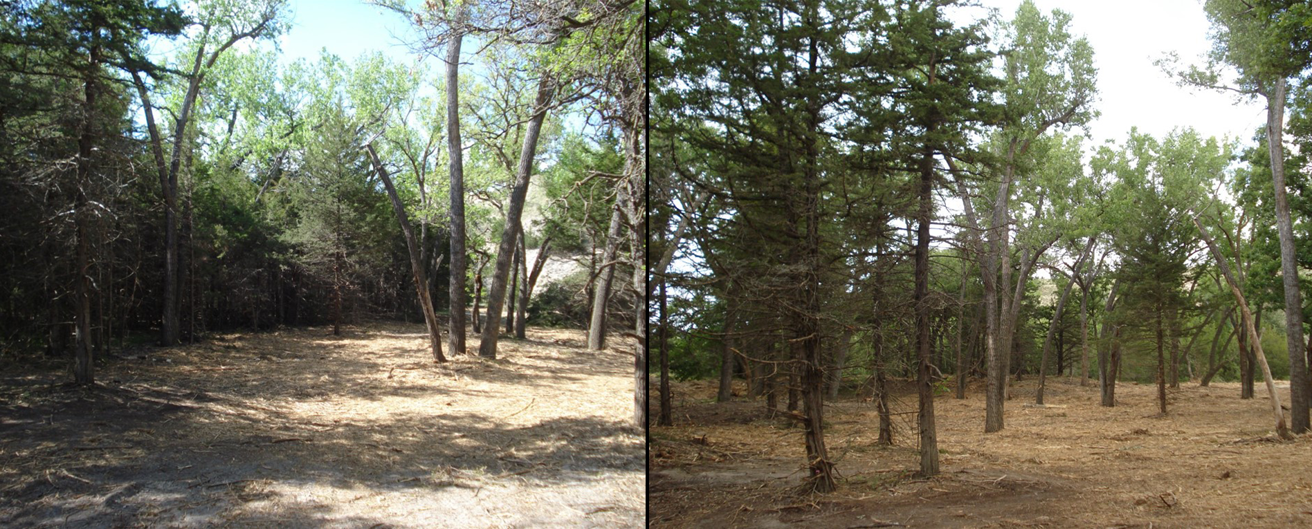 This forest stand was thinned to create a less fire prone landscape. 