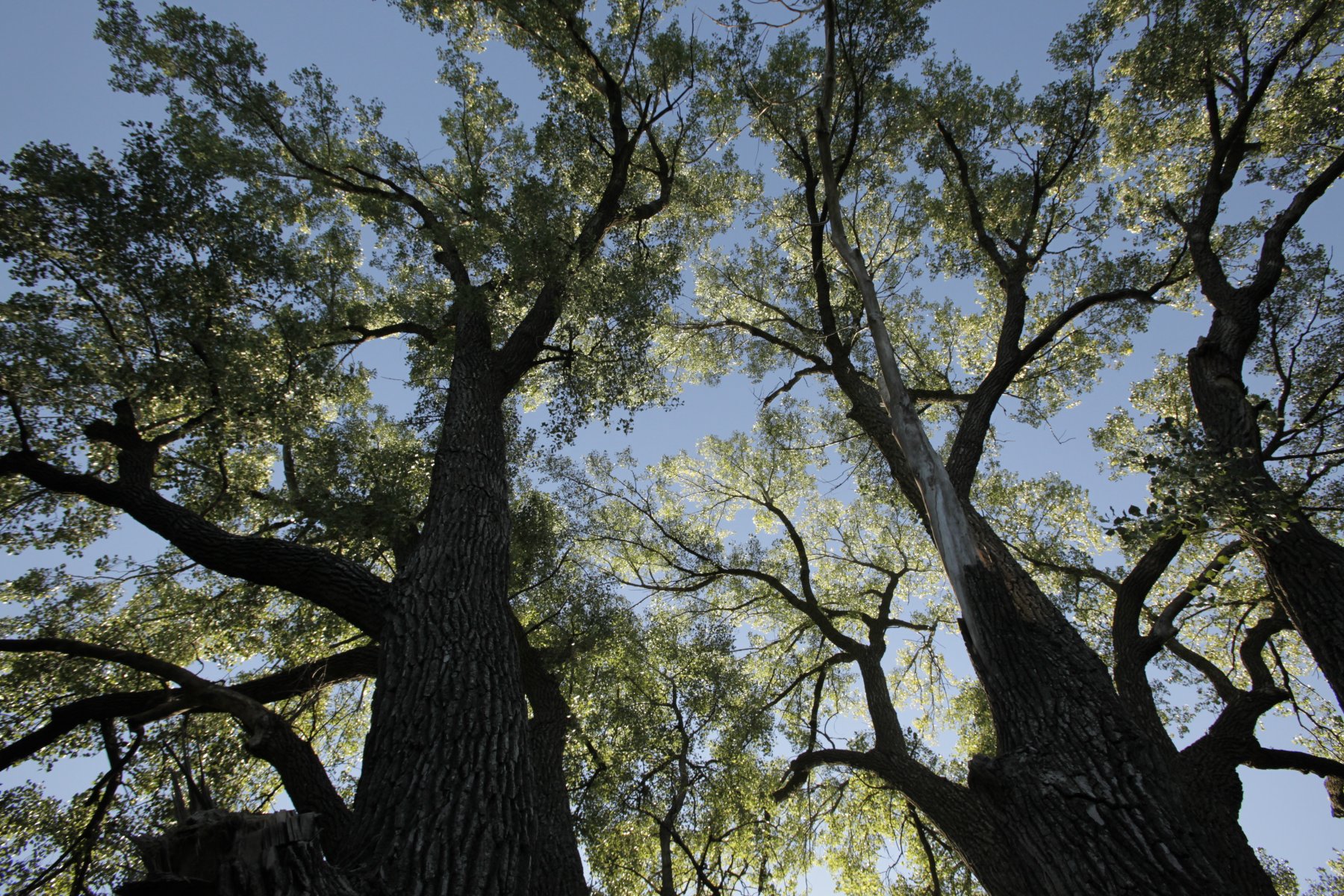 Looking up at a large cottonwood tree.