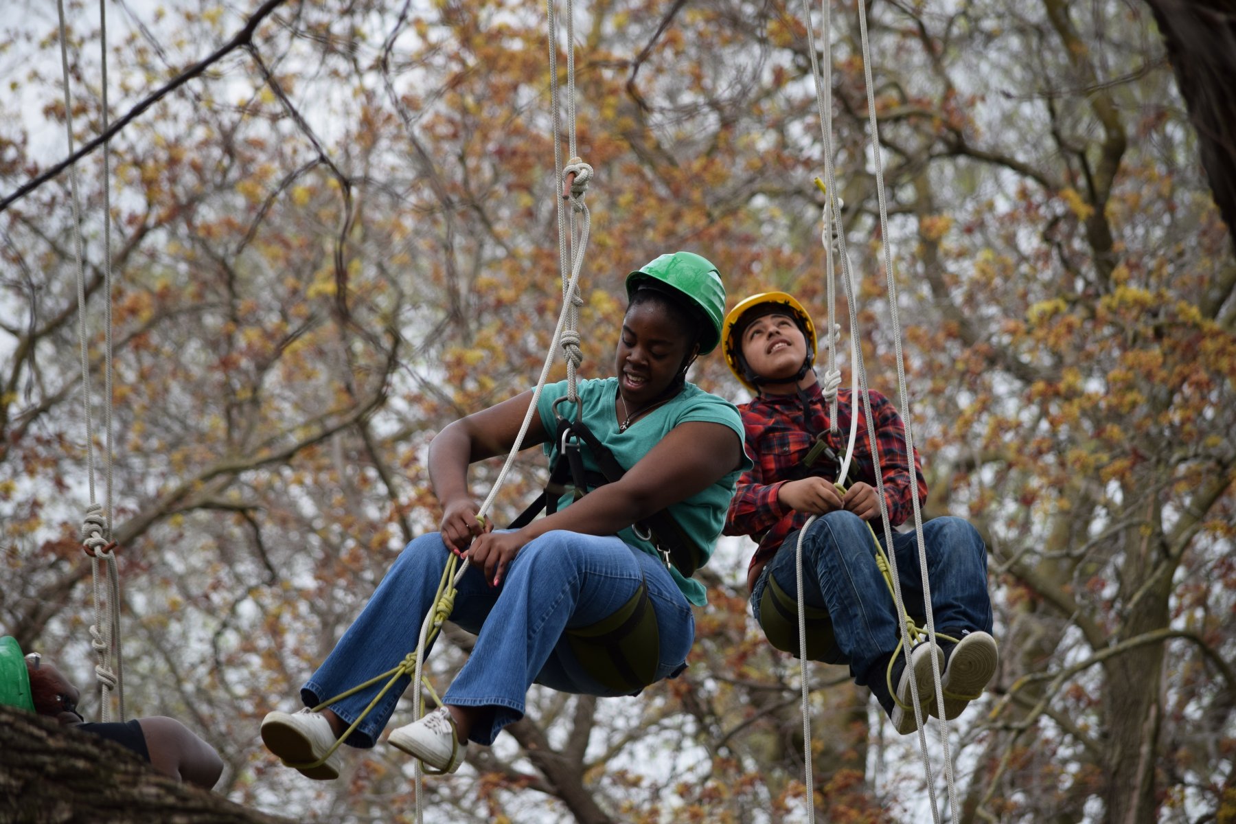 Kids climbing a tree with rope harnesses. 